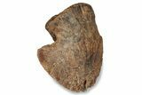 Hadrosaur (Edmontosaurus) Ungual (Claw) - South Dakota #242870-3